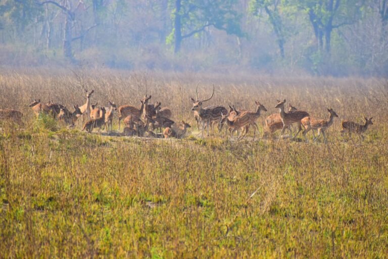 #image_title #breadcrumb_separator #attachment_caption #breadcrumb_separator #alt_tag